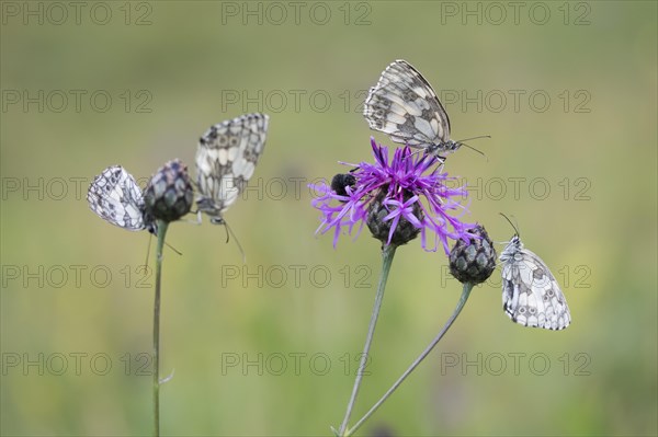 Marbled Whites (Melanargia galathea) on Brown Knapweed (Centaurea jacea)