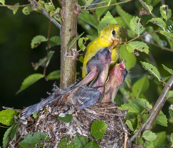 American goldfinch (Spinus tristis)