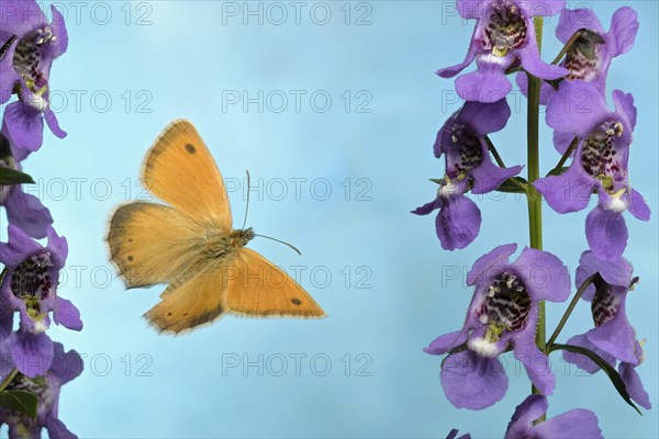 Small heath (Coenonympha pamphilus)