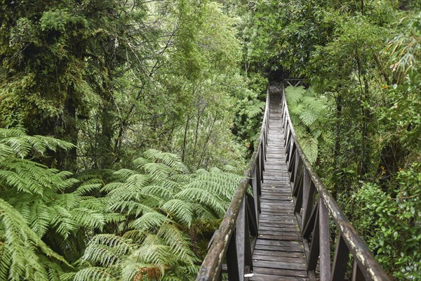 Wooden bridge through ferns