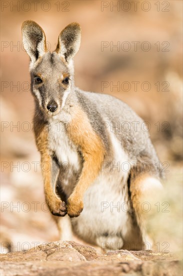 Yellow-footed rock-wallaby (Petrogale xanthopus)