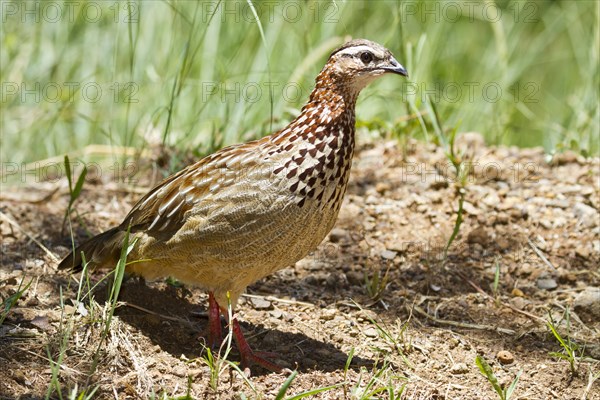 Crested francolin (Francolinus sephaena)