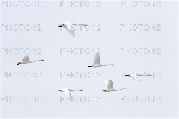 Whooper swans (Cygnus cygnus) in flight