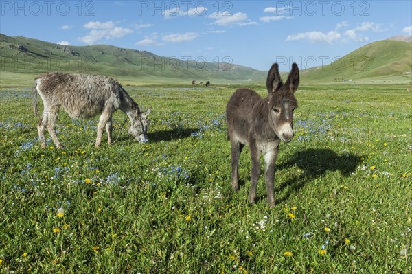 Donkeys