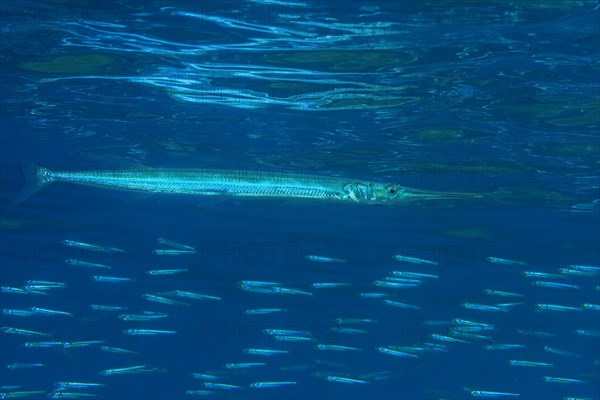 Needlefish (Belonidae) hunts small fish under the surface of water