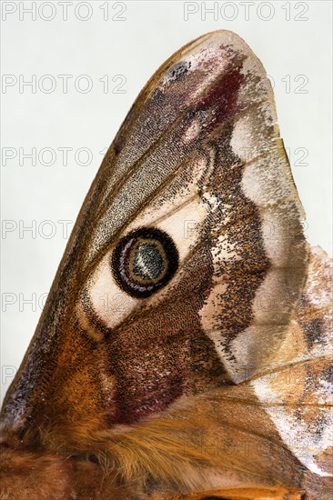 Small emperor moth (Saturnia pavonia)