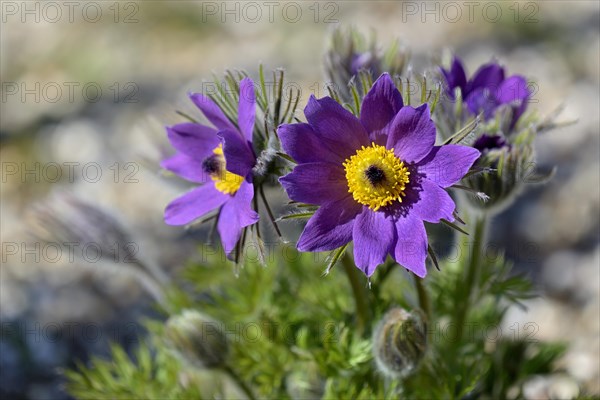 Kitchen cuff (Pulsatilla vulgaris)