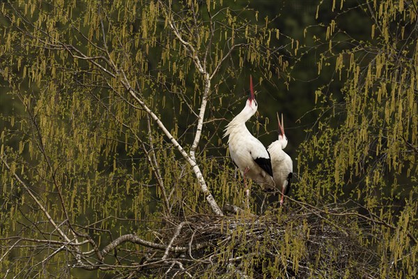 White storks (Ciconia ciconia)