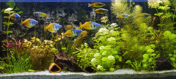 Harlequin rainbow fish (Melanotaenia boesemani) in an aquarium