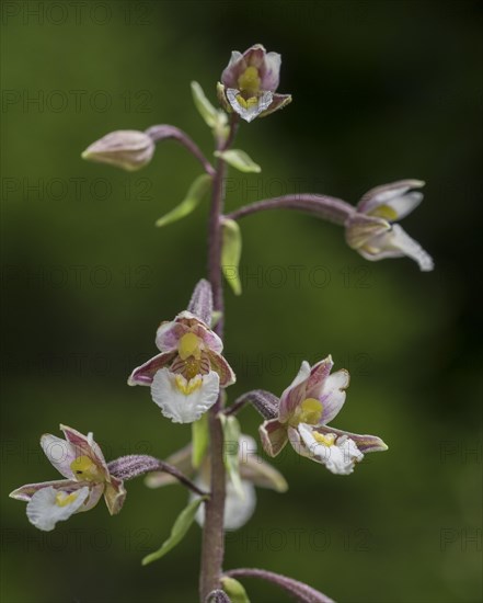 Marsh Helleborine (Epipactis palustris)