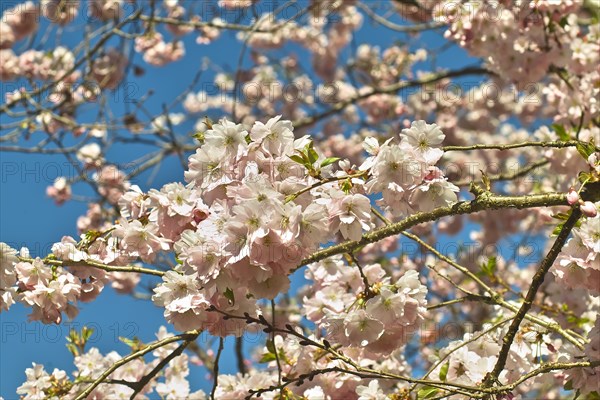 Pink flowering spring cherry Accolade