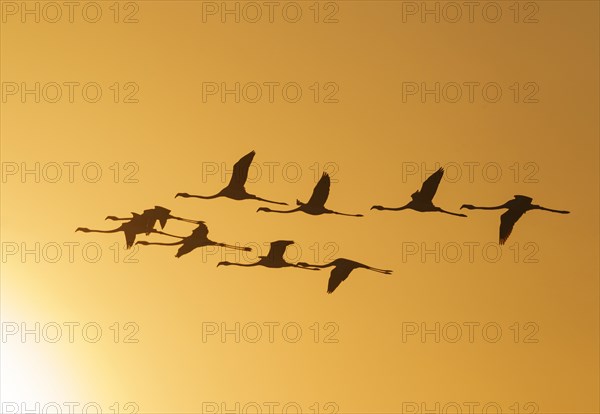 Greater Flamingos (Phoenicopterus roseus)