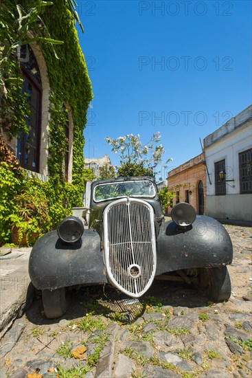 Car wreck of an oldtimer overgrown with flowering plants