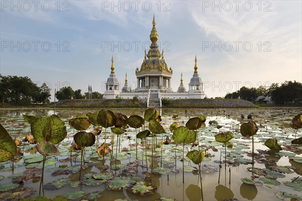 Pond with Lotus (Nelumbo) in front of Maha Rattana Chedi of Wat Thung Setthi