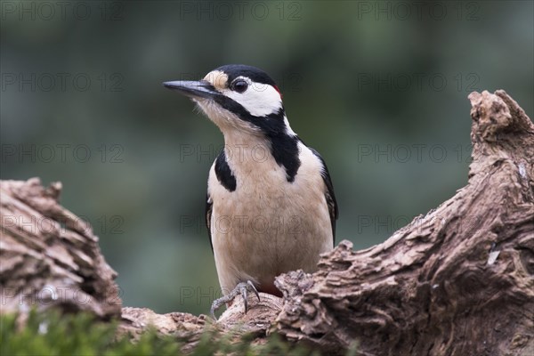 Great spotted woodpecker (Dendrocopos major) sits on deadwood