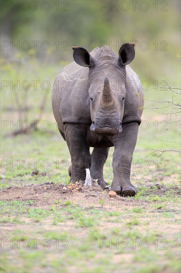 White rhinoceros (Ceratotherium simum)