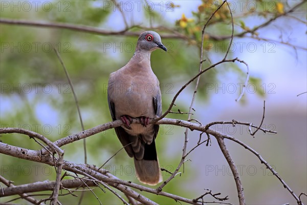 Red-eyed dove (Streptopelia semitorquata)