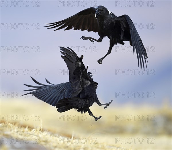 White-necked ravens (Corvus albicollis)