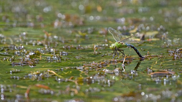 Emperor dragonfly (Anax imperator)