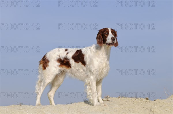 Irish Red and White Setter