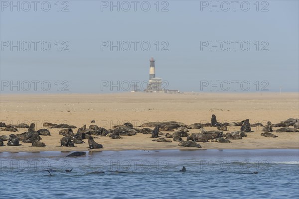 South African Fur Seal (Arctocephalus pusillus)