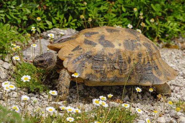 Hermann's tortoise (Testudo hermanni)