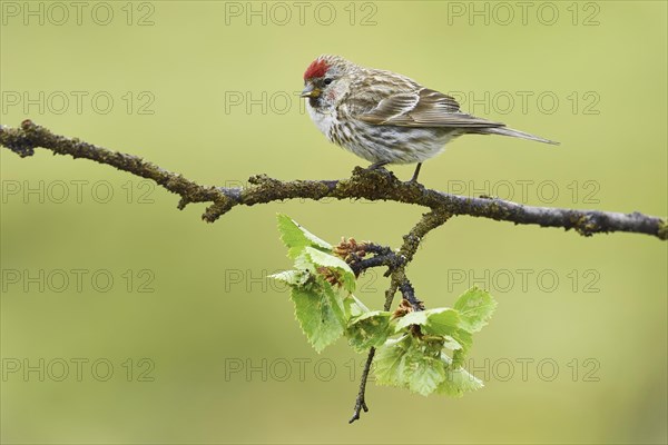 Arctic Redpoll (Acanthis hornemanni)