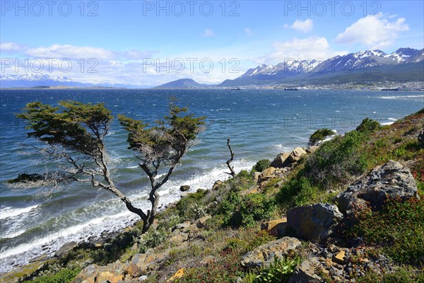 Tousled tree at the Beagle Canal