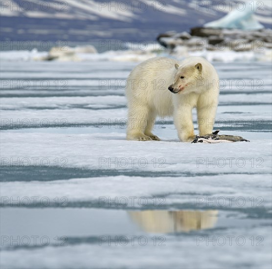 Polar bear (Ursus maritimus)
