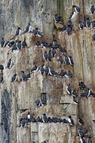 Thick-billed Murres (Uria lomvia)