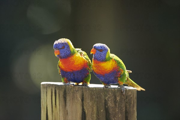 Rainbow lorikeets (Trichoglossus moluccanus)