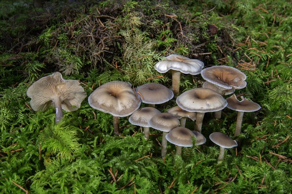 Mushroom (Clitocybe metachroa)