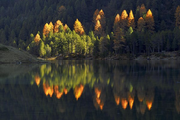 Luminescent larches in autumn colouring