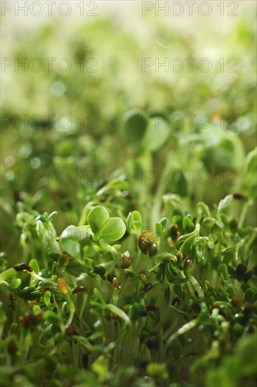 Watercress sprouts (Nasturtium officinale)