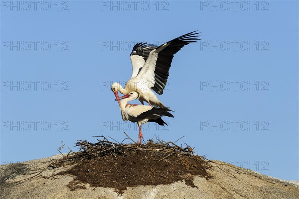 White storks (Ciconia ciconia)