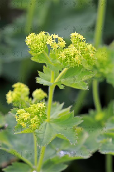 Lady's mantle (Alchemilla mollis)