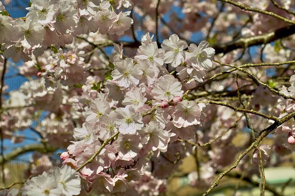 Pink flowering spring cherry Accolade