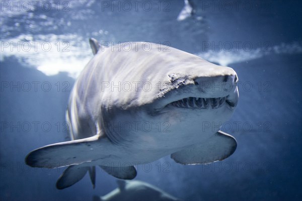 Oceanic whitetip shark (Carcharhinus longimanus)