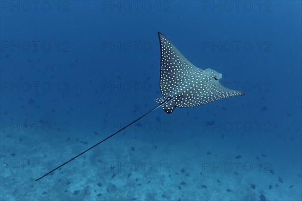 Eagle Ray (Aetobatus narinari) from above