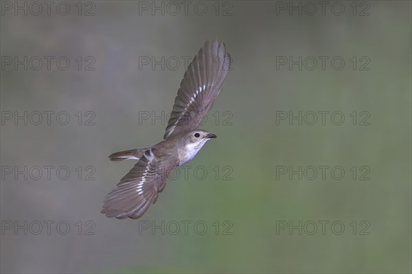 European Pied Flycatcher (Ficedula hypoleuca)