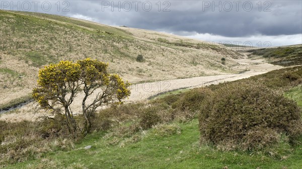 Common gorse (Ulex europaeus) in bloom in the valley