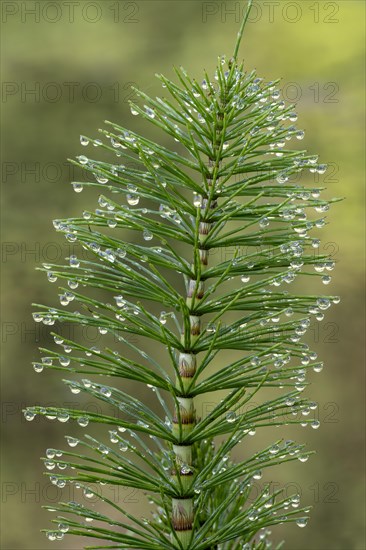 Great horsetail (Equisetum telmateia) with dewdrops