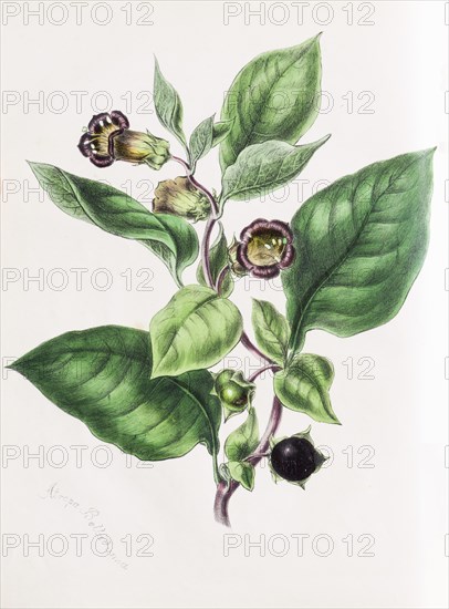 Belladonna (Atropa belladonna)