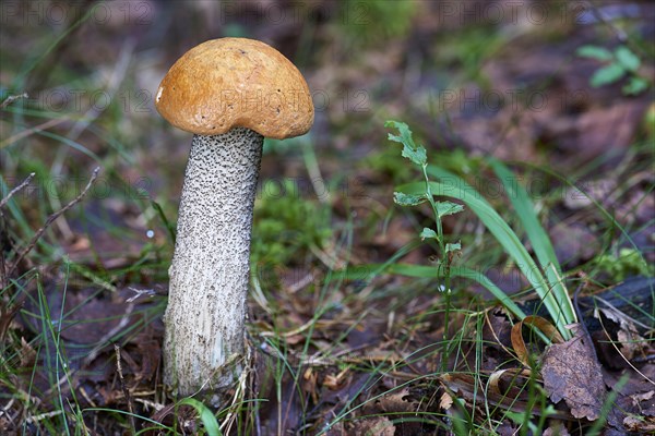 Leccinum (Leccinum)