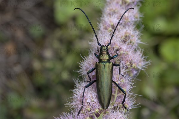 Musk beetle (Aromia moschata) on flower of willow-leaved spirea shrub(Spiraea salicifolia)