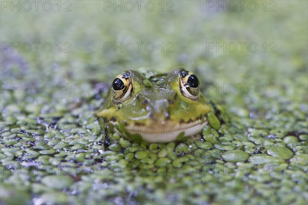 Green frog (Rana esculenta)