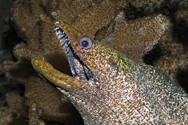 Yellow-edged moray (Gymnothorax flavimarginatus)