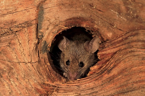 House mouse (Mus musculus)