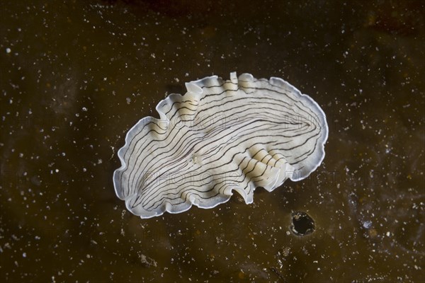 Candy Striped Flatworm (Prostheceraeus vittatus) on laminaria brown algae (Phaeophyceae)