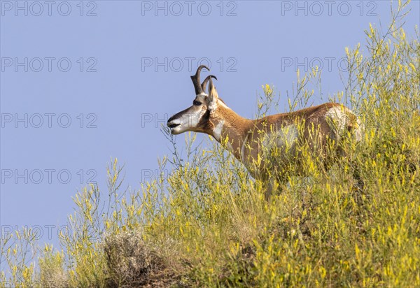 Pronghorn (Antilocapra americana)